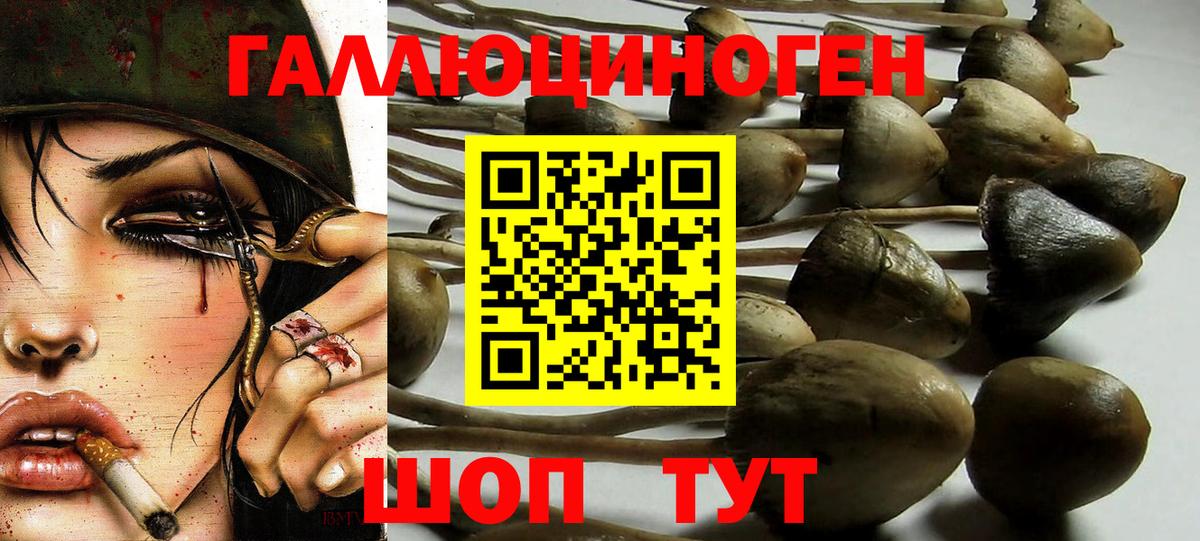 Галлюциногенные грибы Psilocybe Рассказово